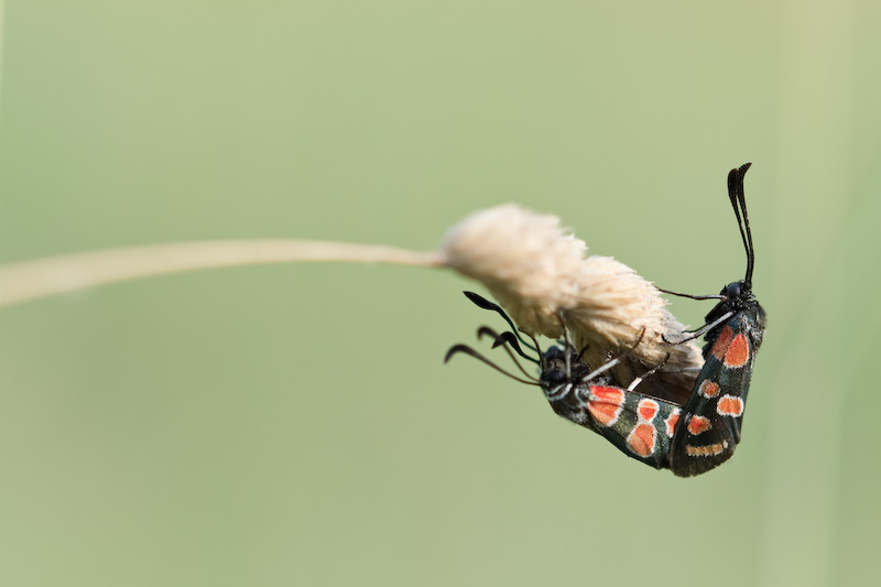 Conferma Zygaena  carniolica